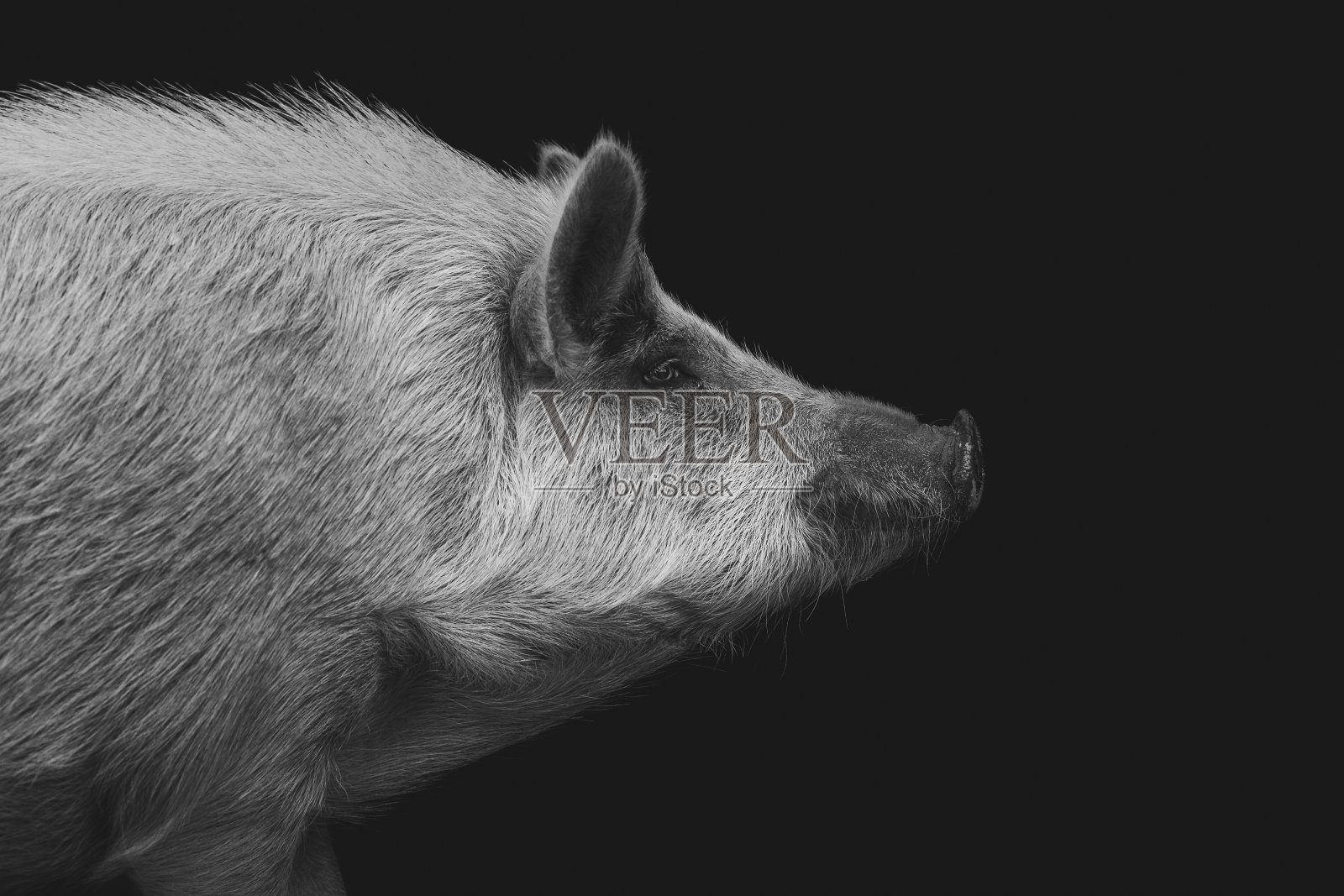 黑白肖像的大猪在黑色的背景照片摄影图片
