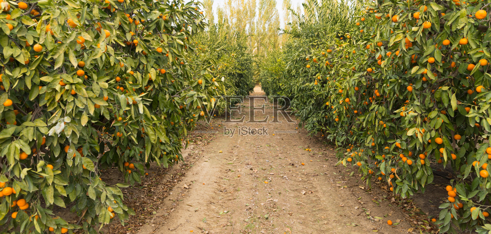 生的食物水果桔子成熟的农业农场桔子树林照片摄影图片