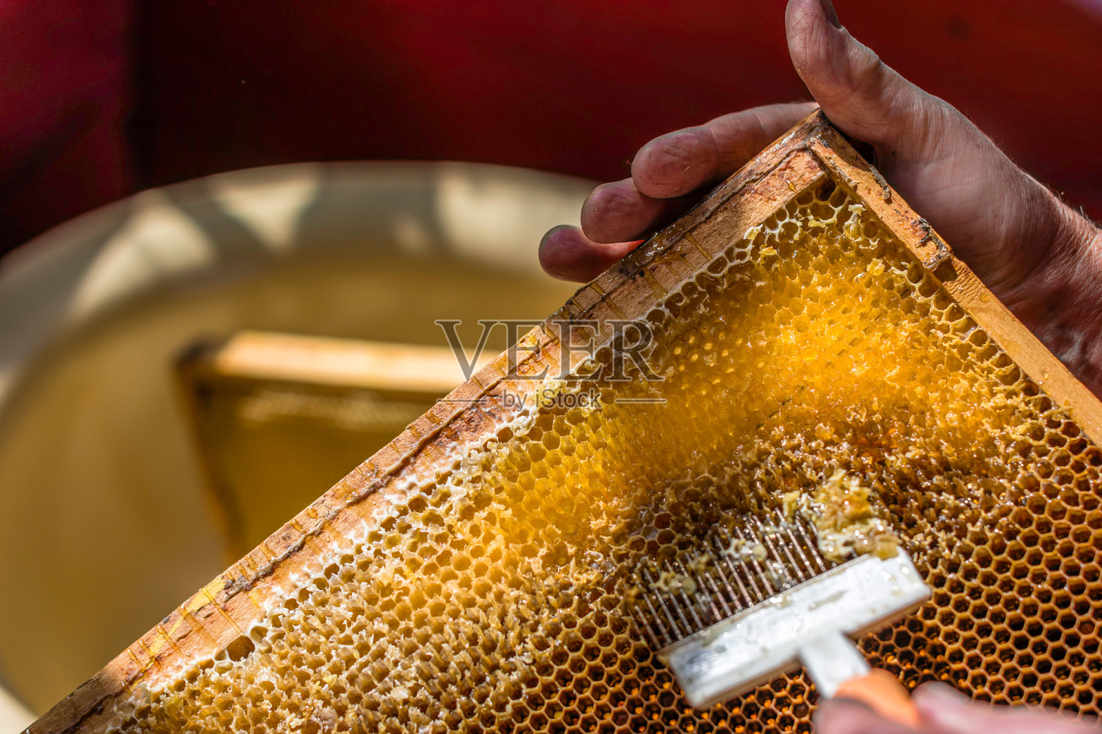 养蜂人用特殊的叉子打开蜂窝照片摄影图片