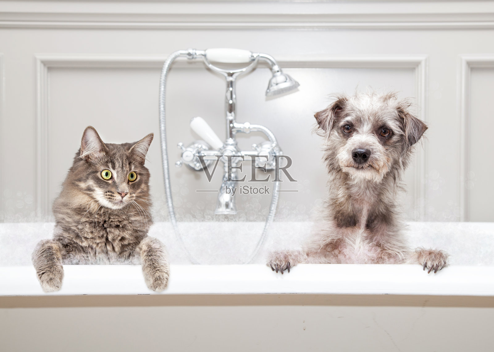 狗和猫在一起洗澡照片摄影图片