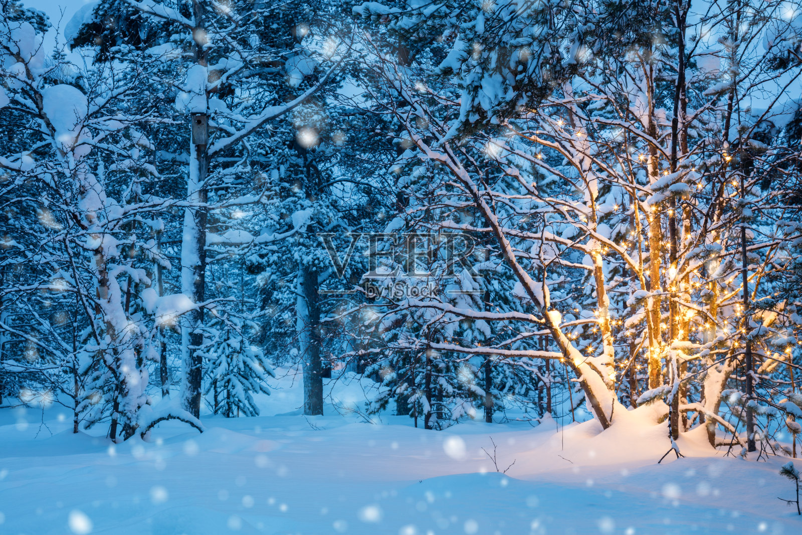 圣诞树与花环灯和雪在冬天的森林照片摄影图片