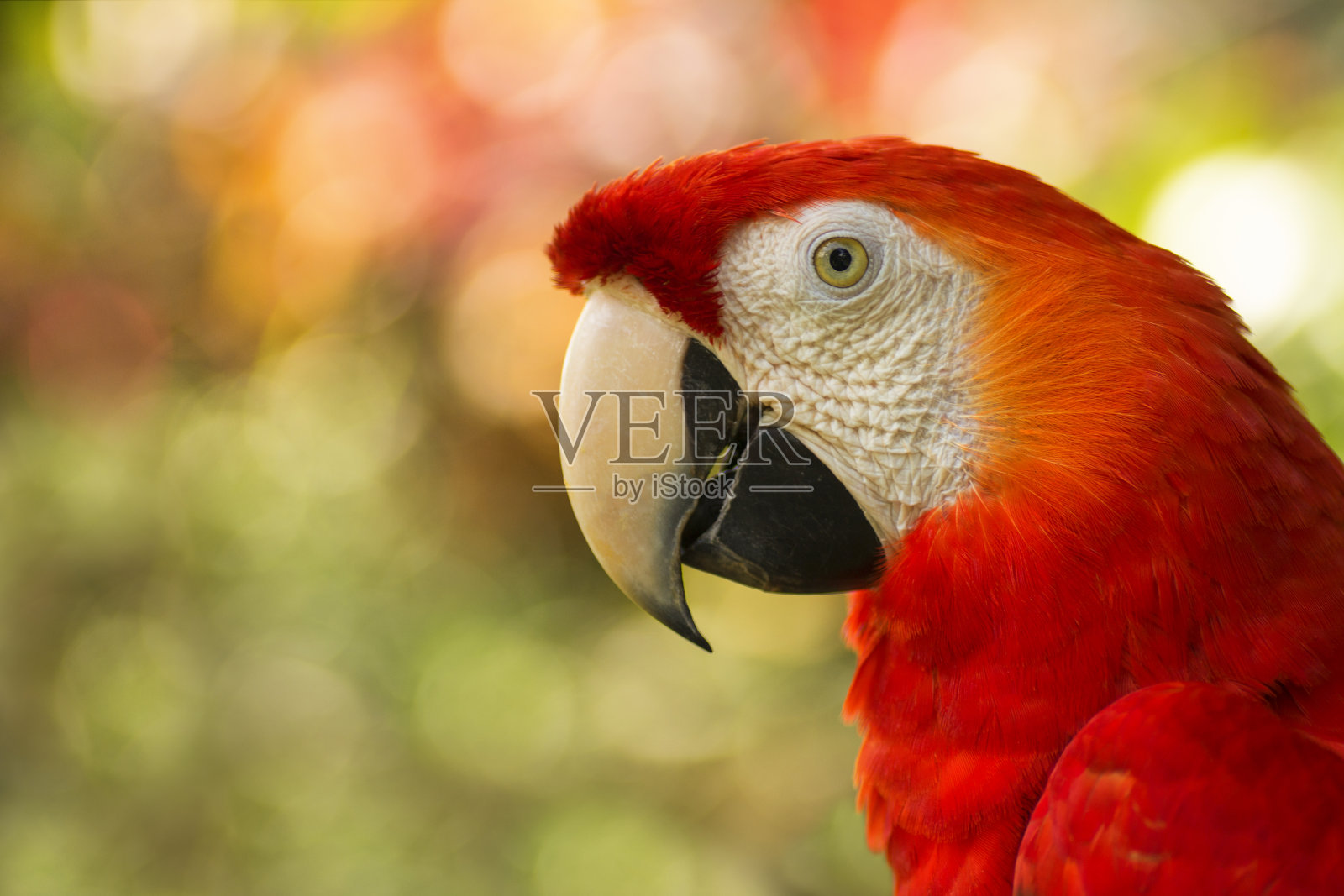 哥斯达黎加猩红色金刚鹦鹉的特写照片摄影图片