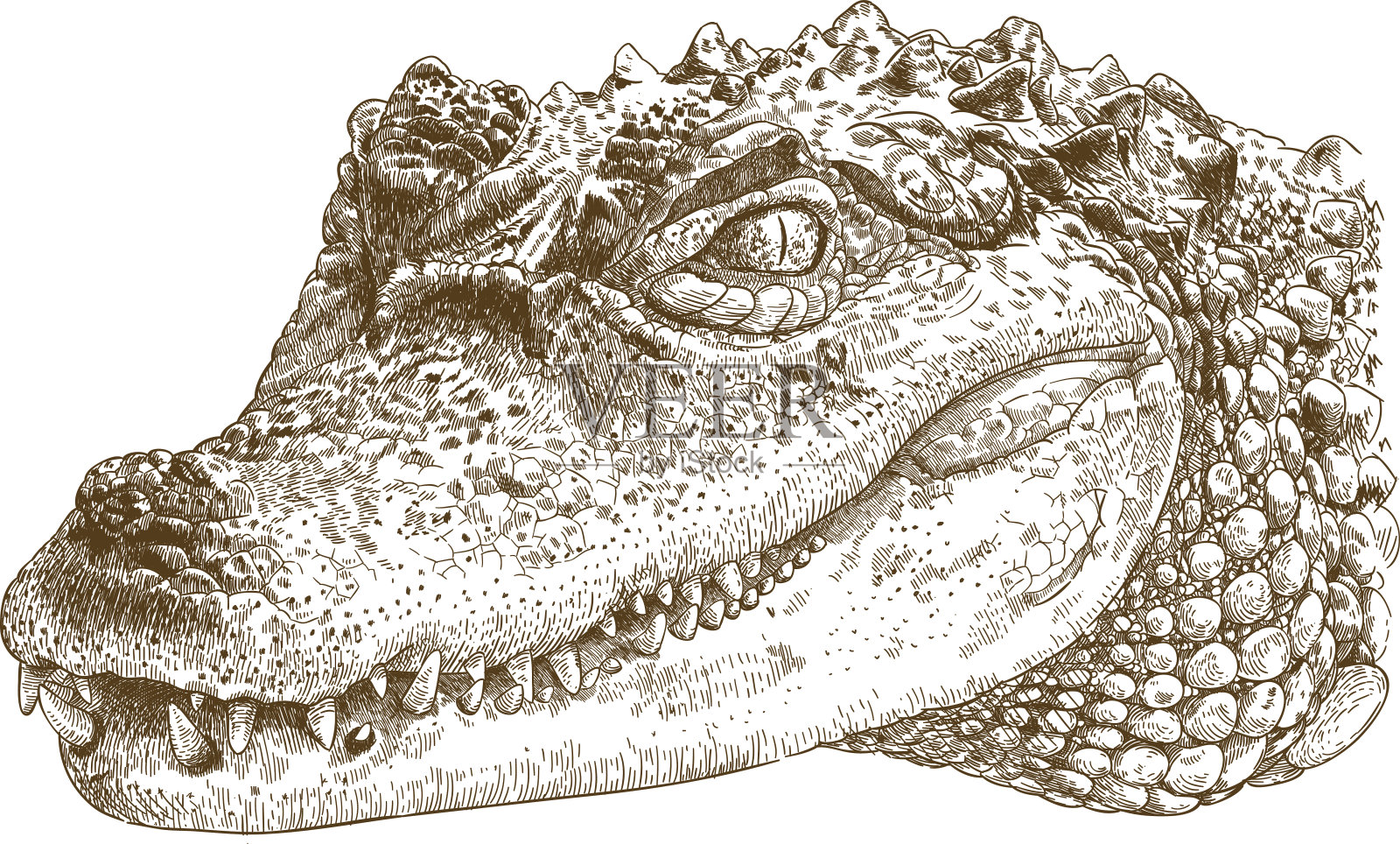 雕刻的鳄鱼头插图设计元素图片