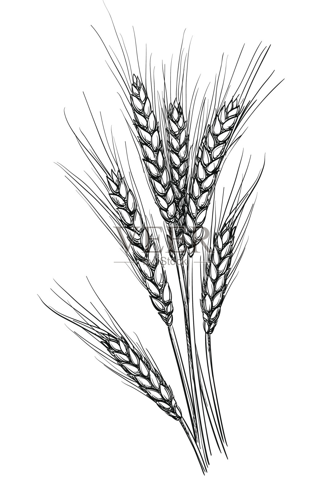 小麦矢量图。插画图片素材