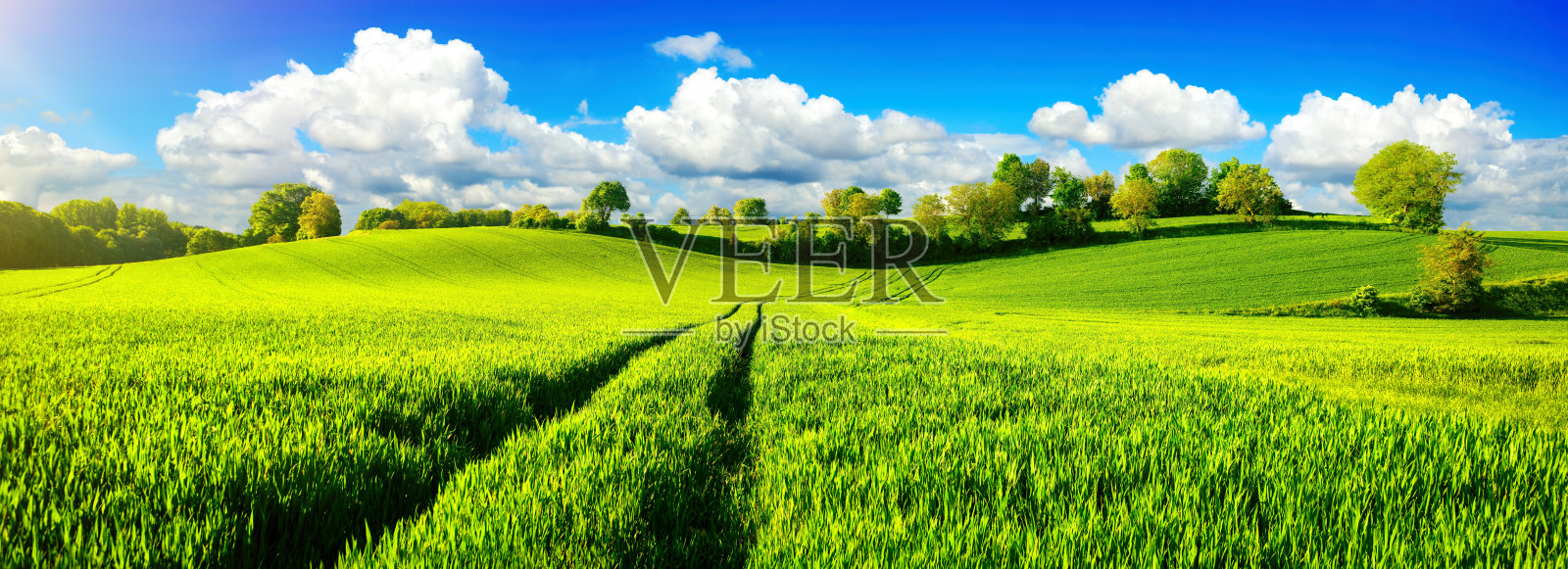 田园诗般的绿色田野和充满活力的蓝天照片摄影图片