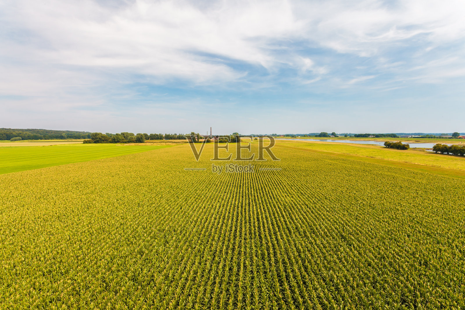 鸟瞰图的农田与玉米植物照片摄影图片