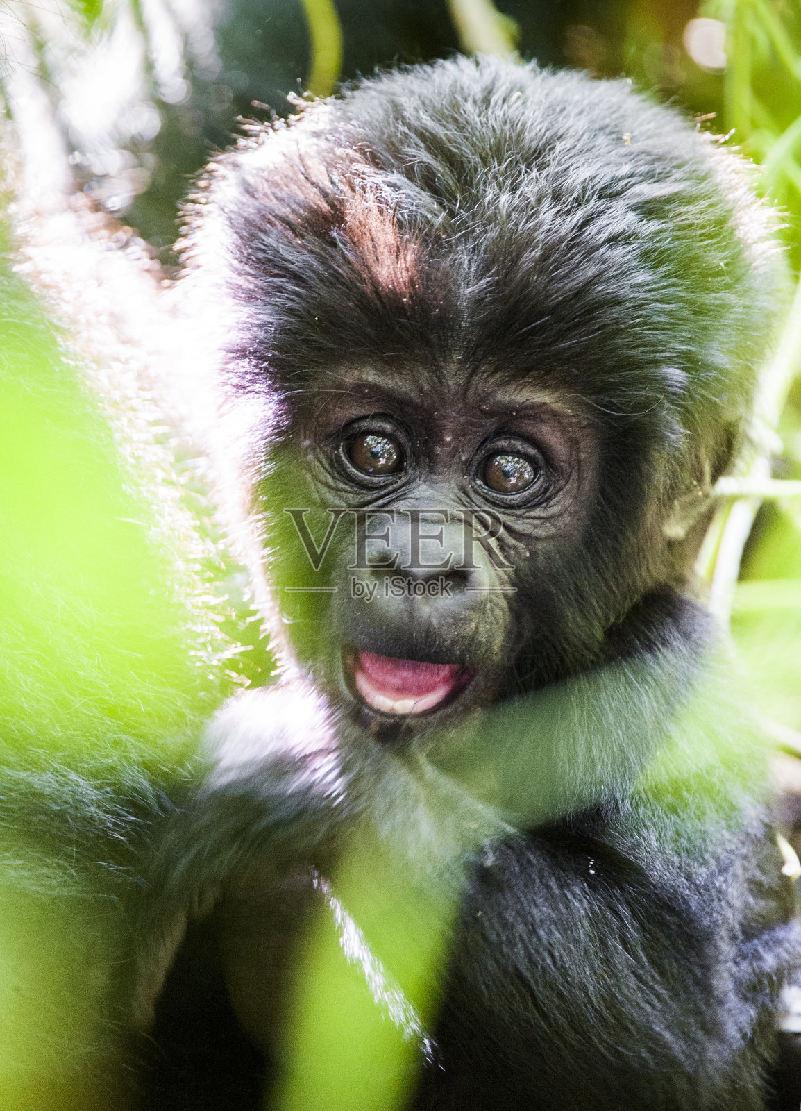 山地大猩猩幼崽照片摄影图片