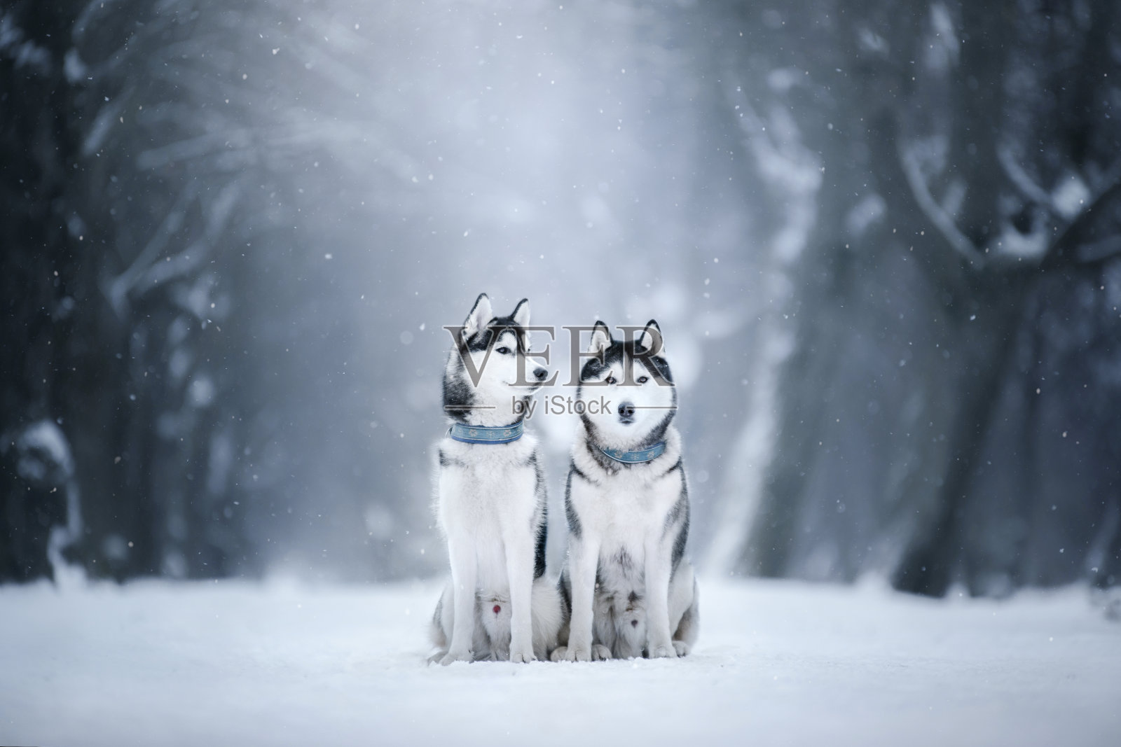 雪中的两只西伯利亚哈士奇犬照片摄影图片