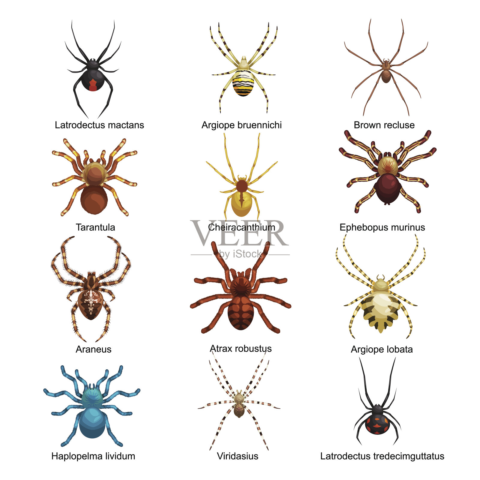 蜘蛛卡通集，危险昆虫收集设计元素图片