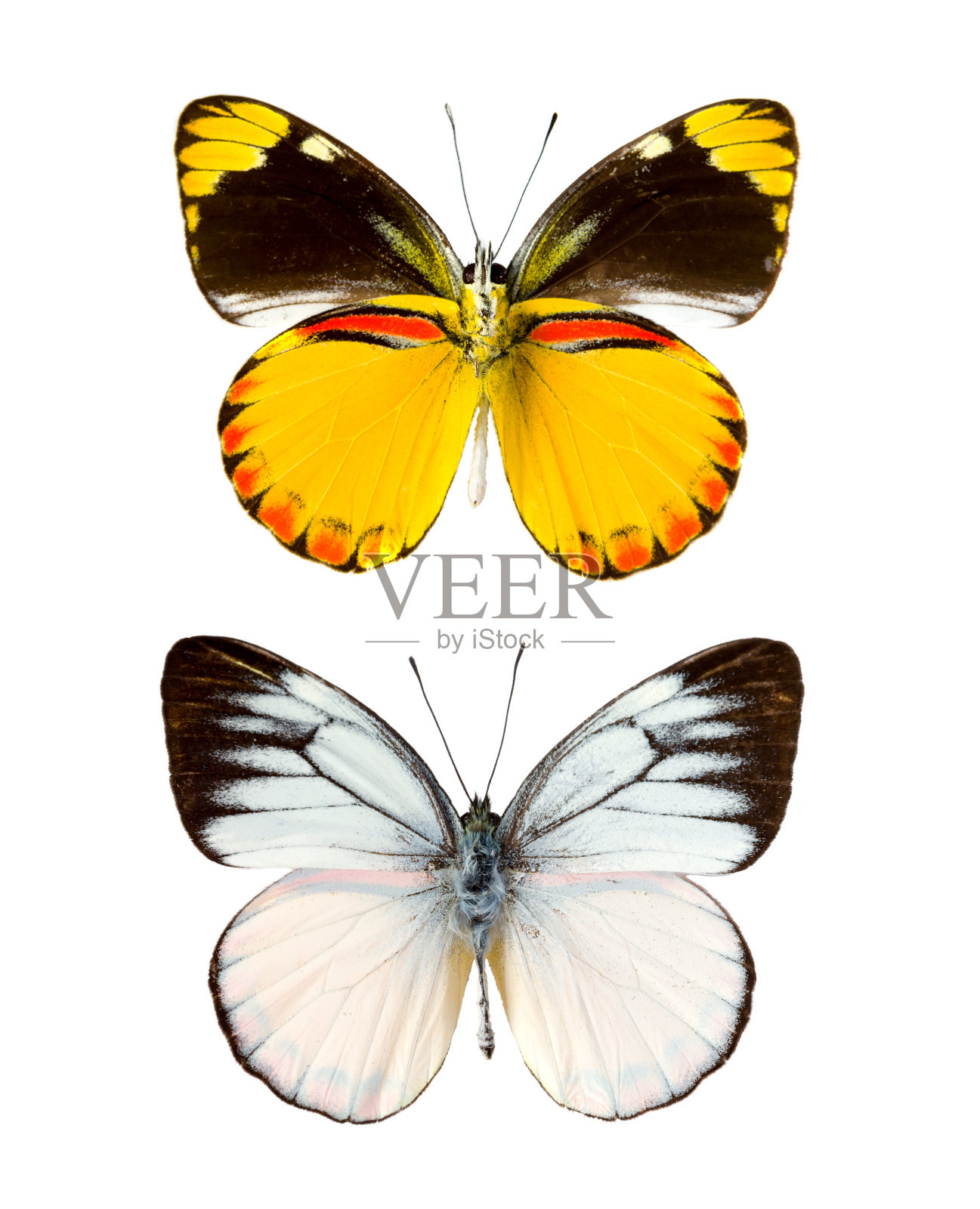 塞波拉莱塔蝴蝶照片摄影图片