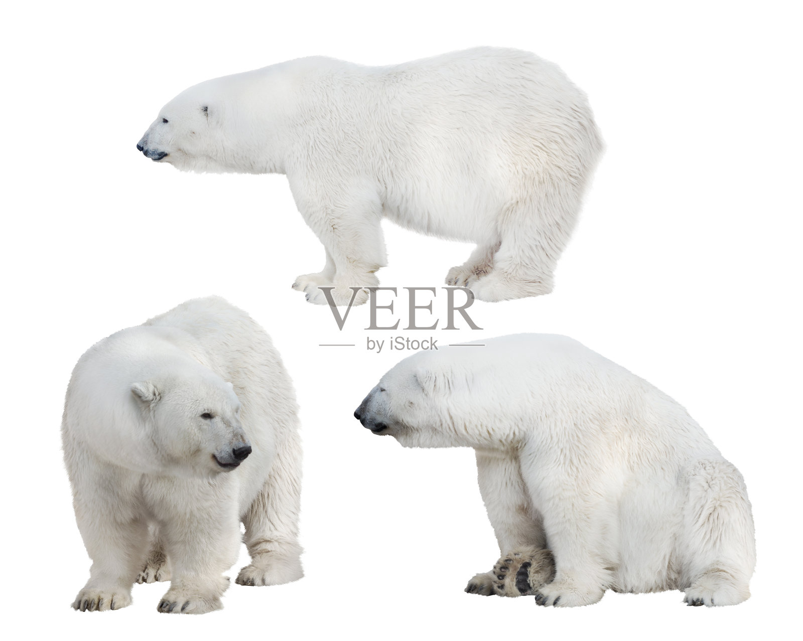 三只白北极熊照片摄影图片