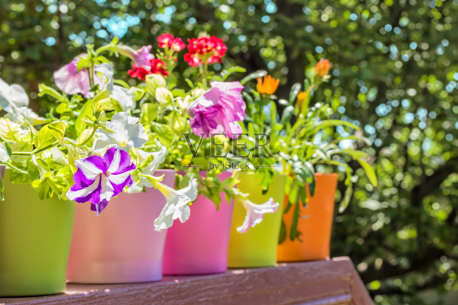 鲜艳的夏季花在五颜六色的花盆背光照片摄影图片