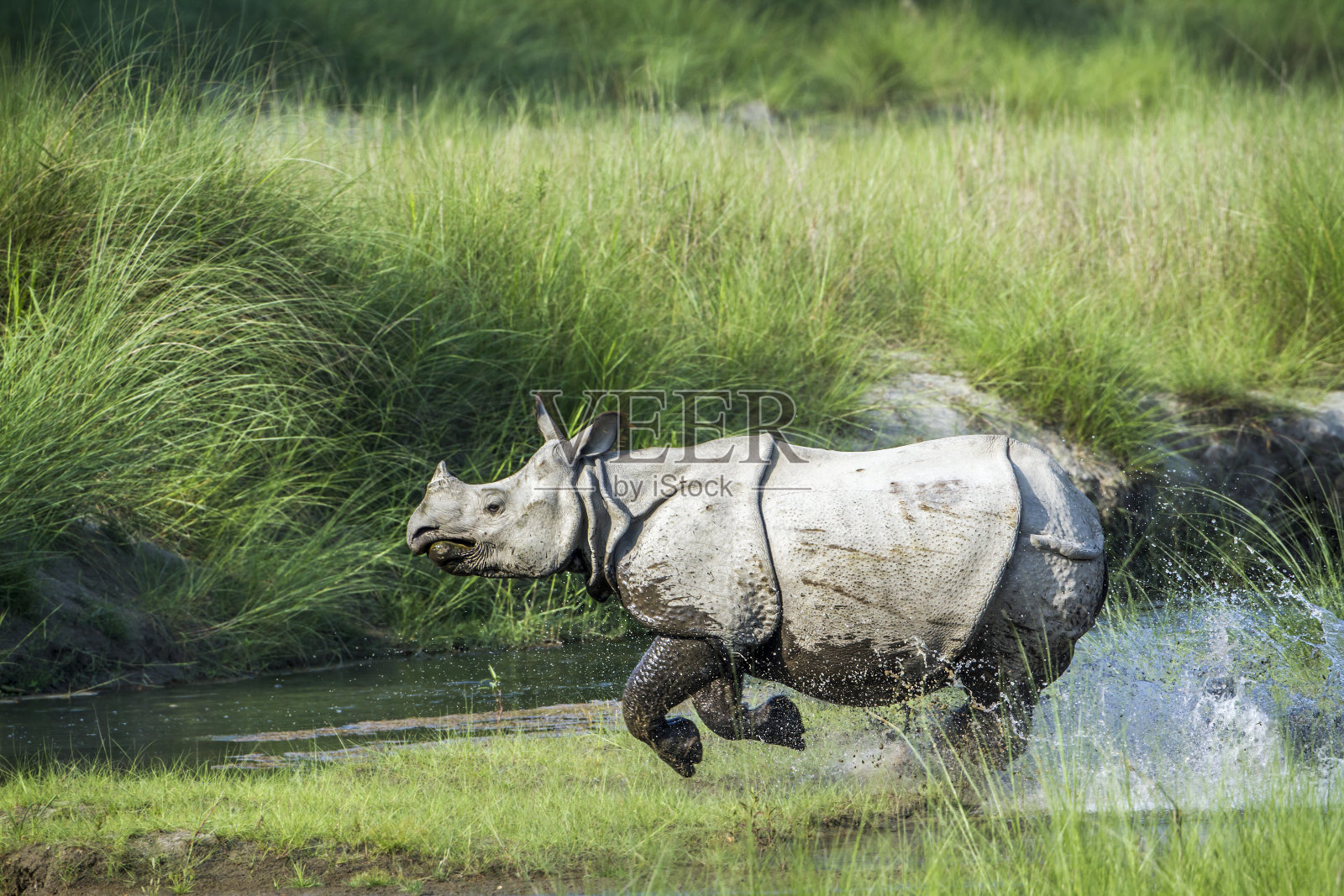 尼泊尔Bardia国家公园的大独角犀牛照片摄影图片