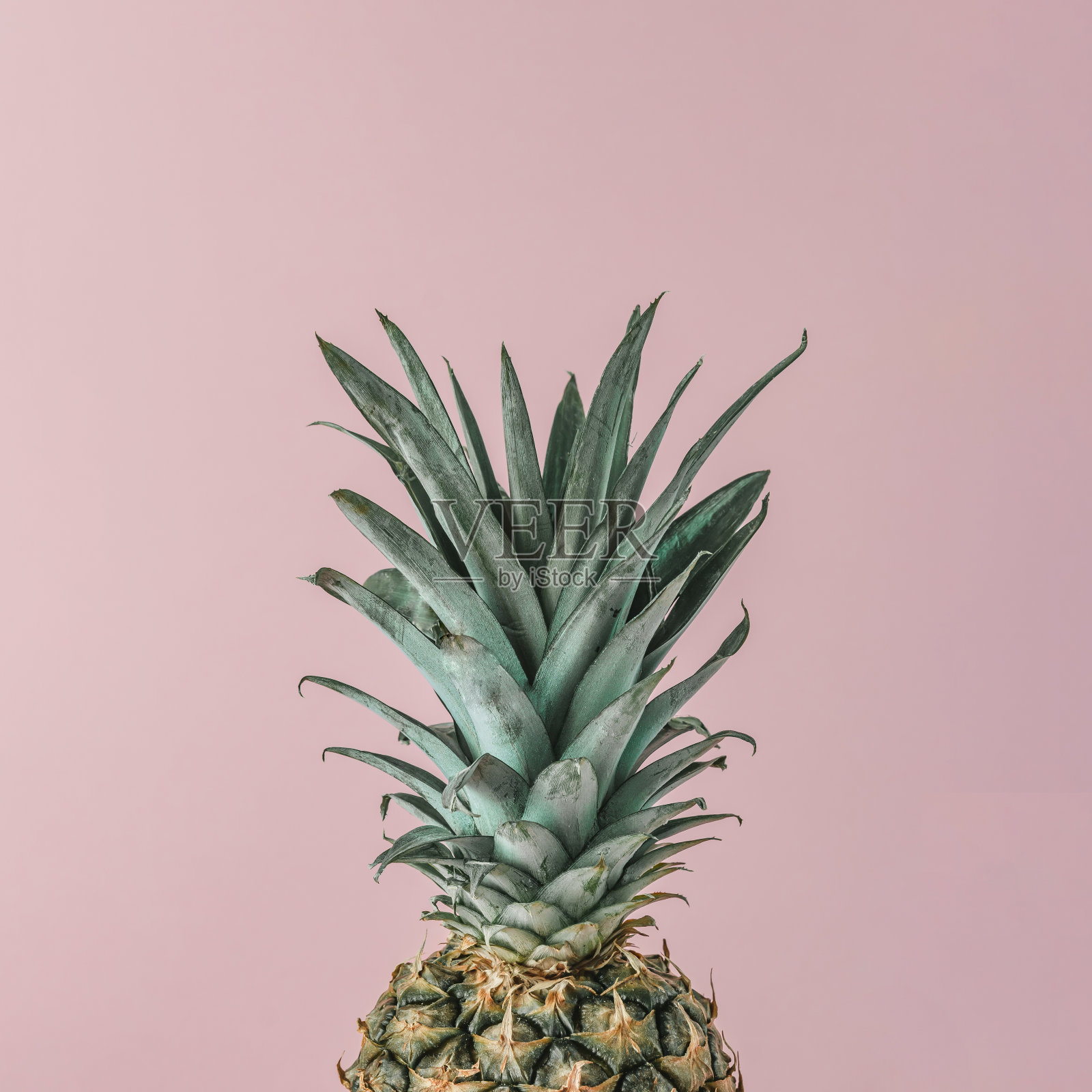 粉红柔和的背景上接近成熟的菠萝。最小的水果的概念。照片摄影图片