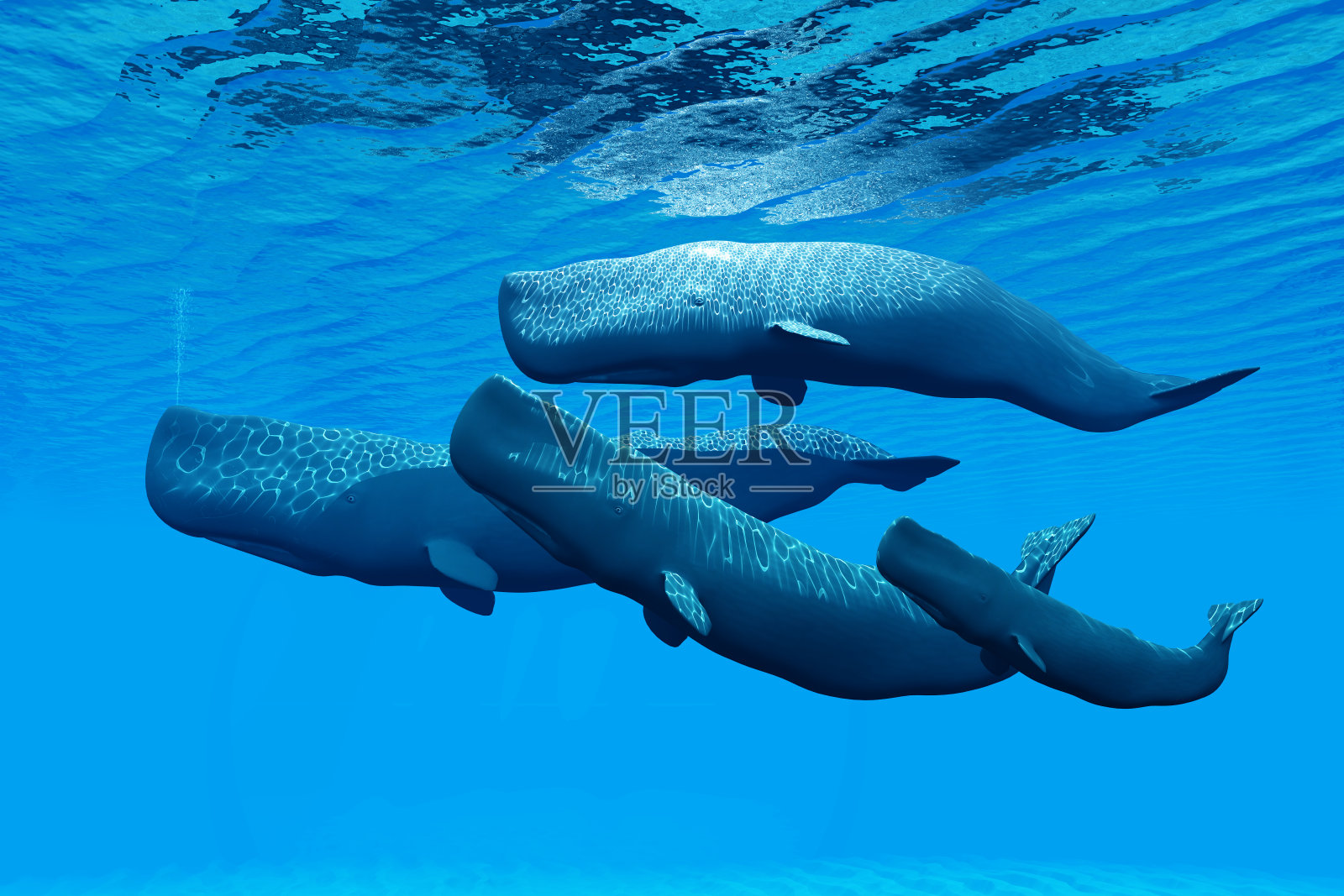 在明亮的蓝色海水中生活的四口抹香鲸照片摄影图片