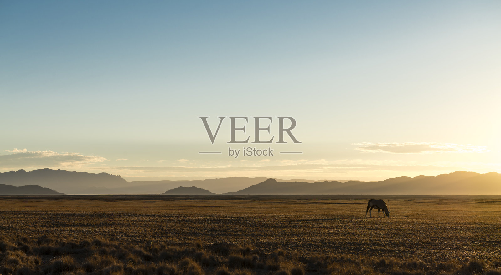 沙漠中孤独的羚羊(纳米比亚)照片摄影图片