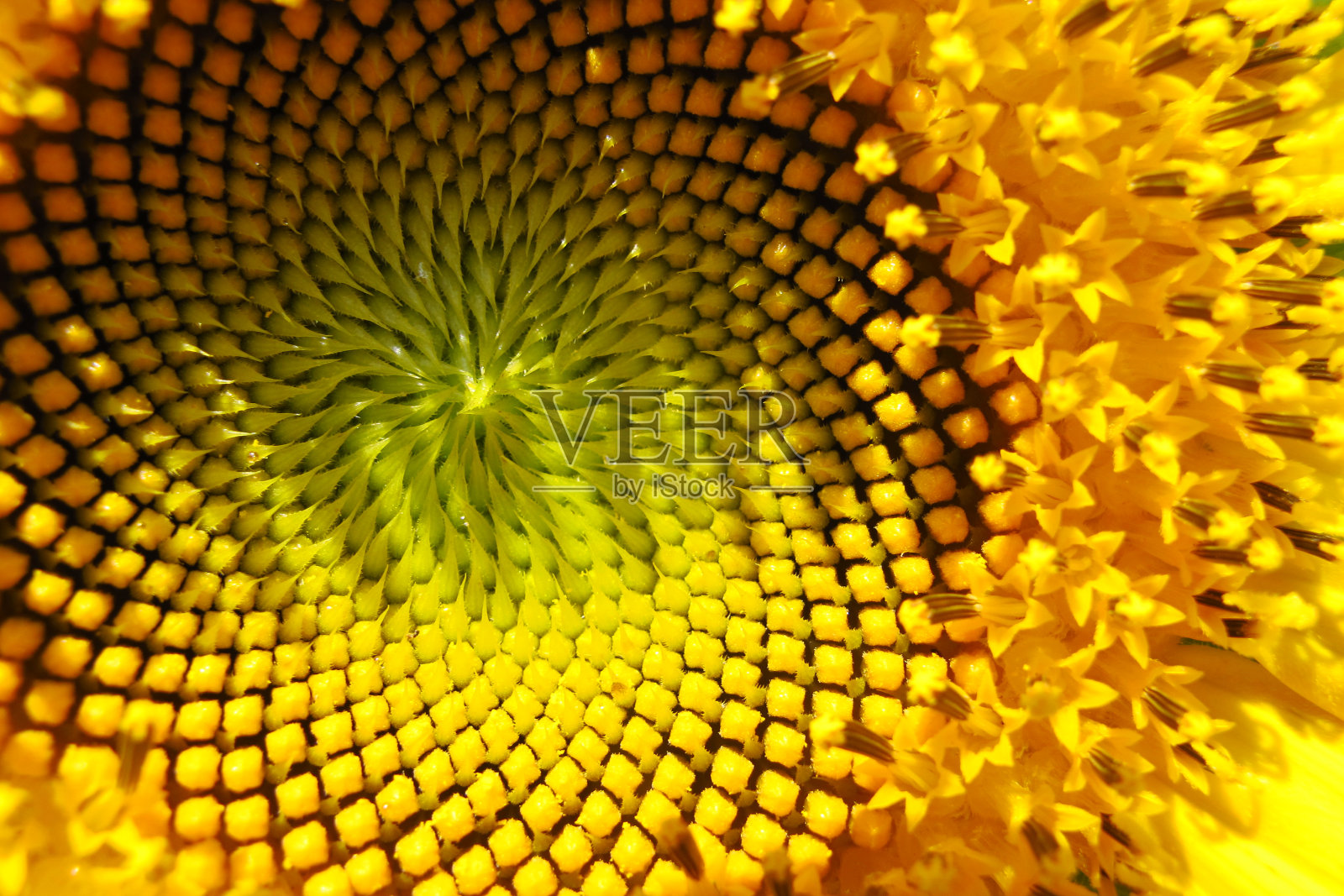 向日葵的黄色花粉，碧府，泰国照片摄影图片
