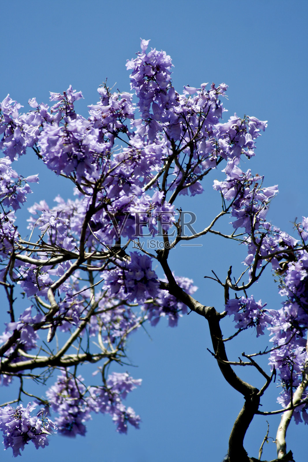 蓝花楹树照片摄影图片