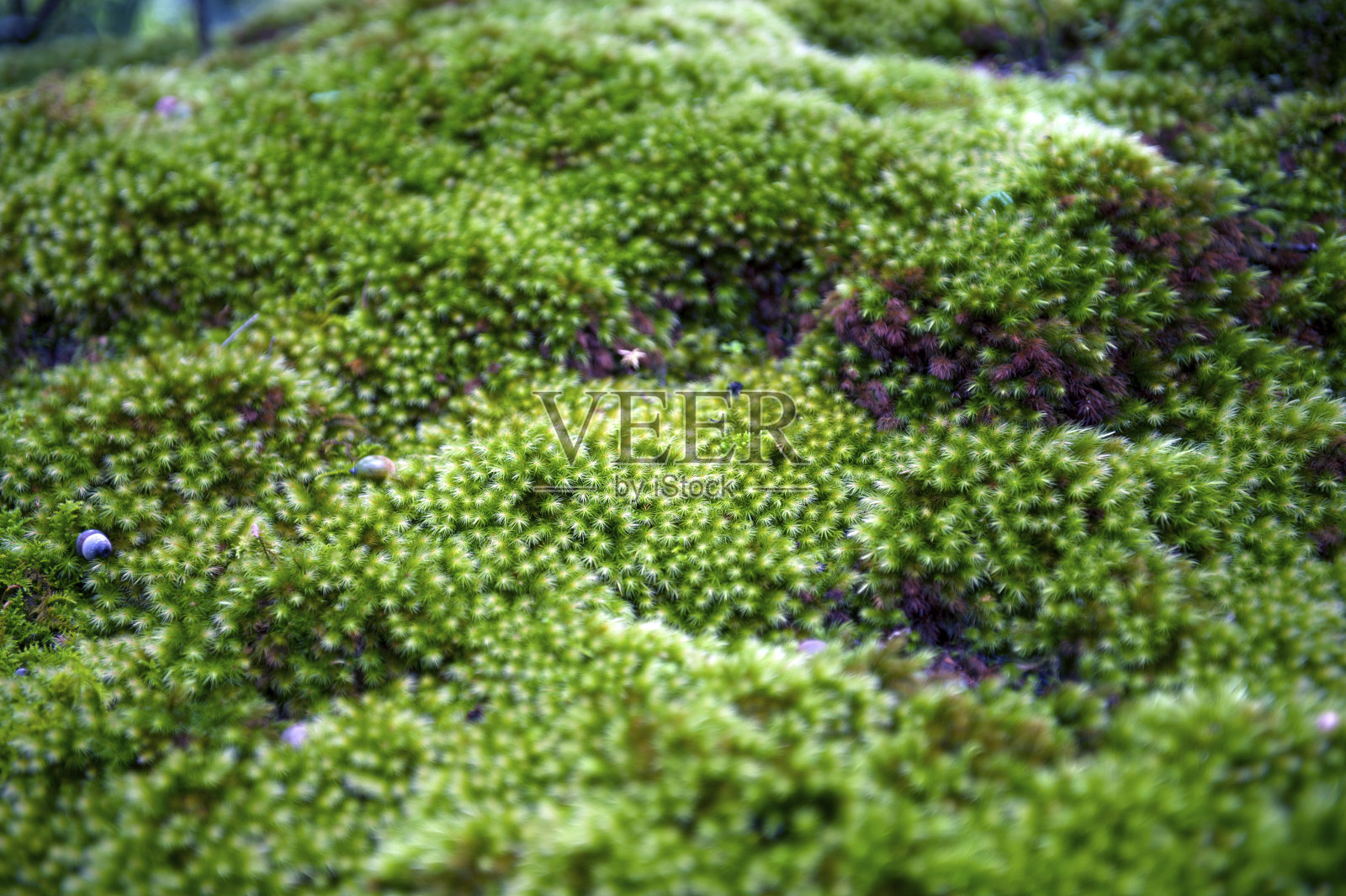 绿色苔藓的特写与自然柔软的背景照片摄影图片
