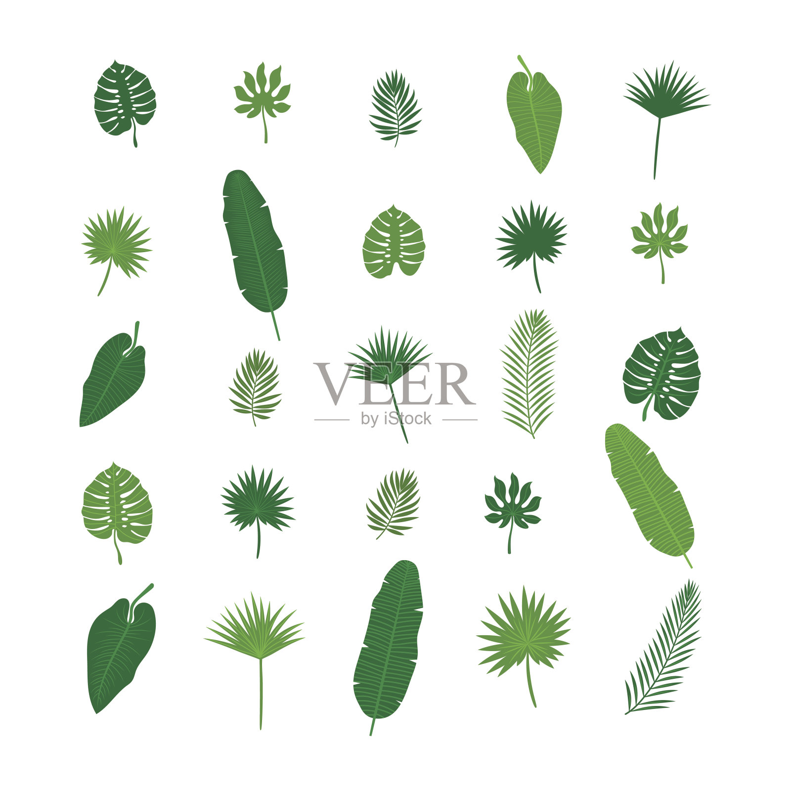 一组热带树叶。自然元素为您的设计设计元素图片