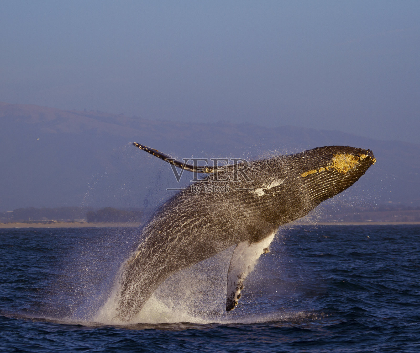 蒙特利湾的驼背鲸。照片摄影图片