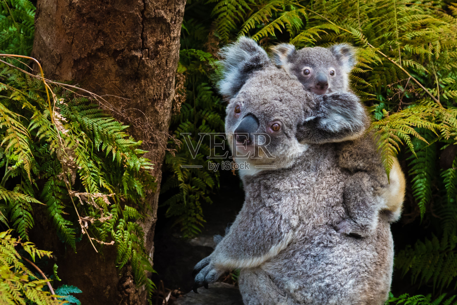 澳洲树袋熊，本土动物和婴儿照片摄影图片