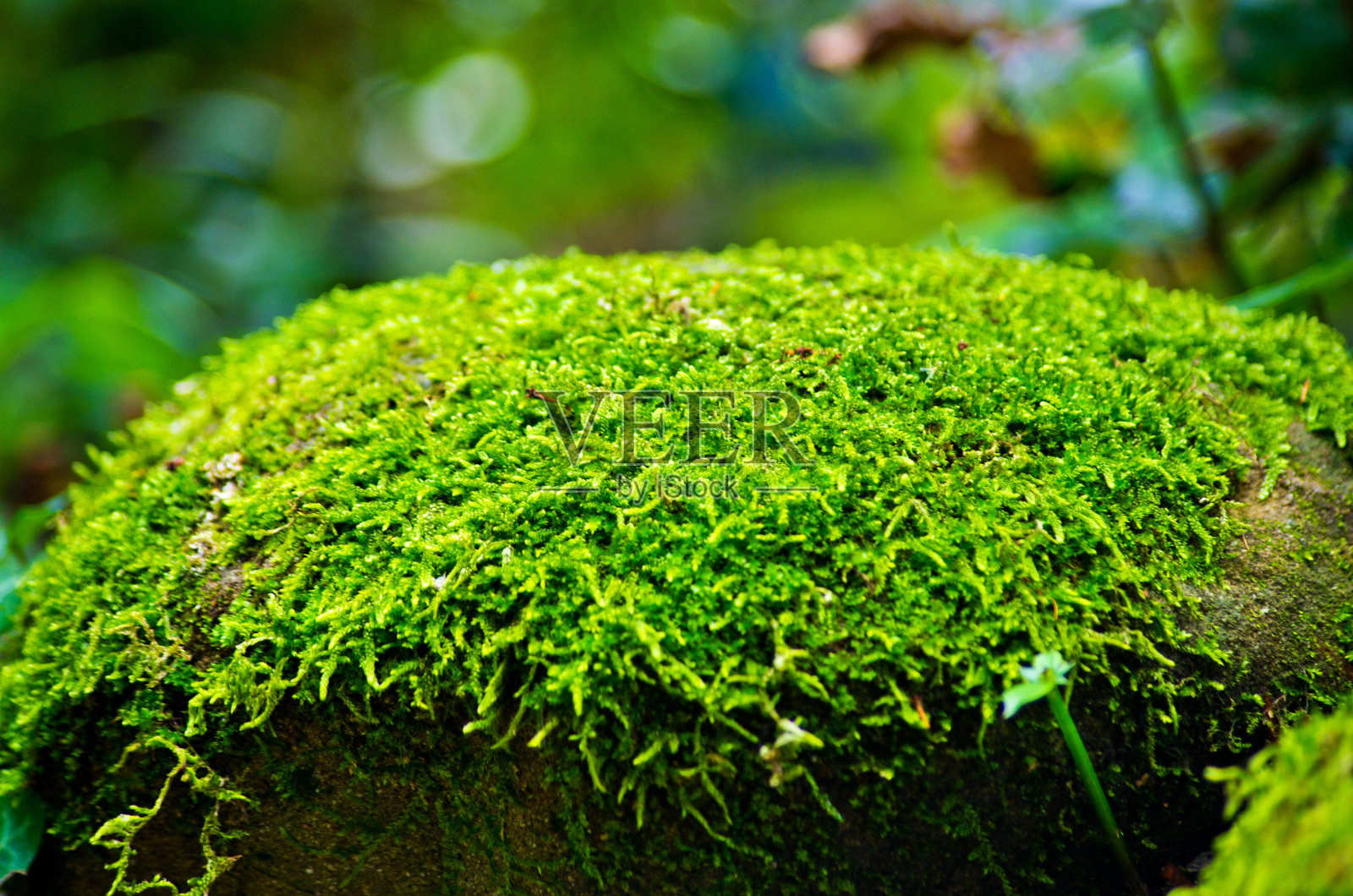 森林中石头上的绿苔照片摄影图片