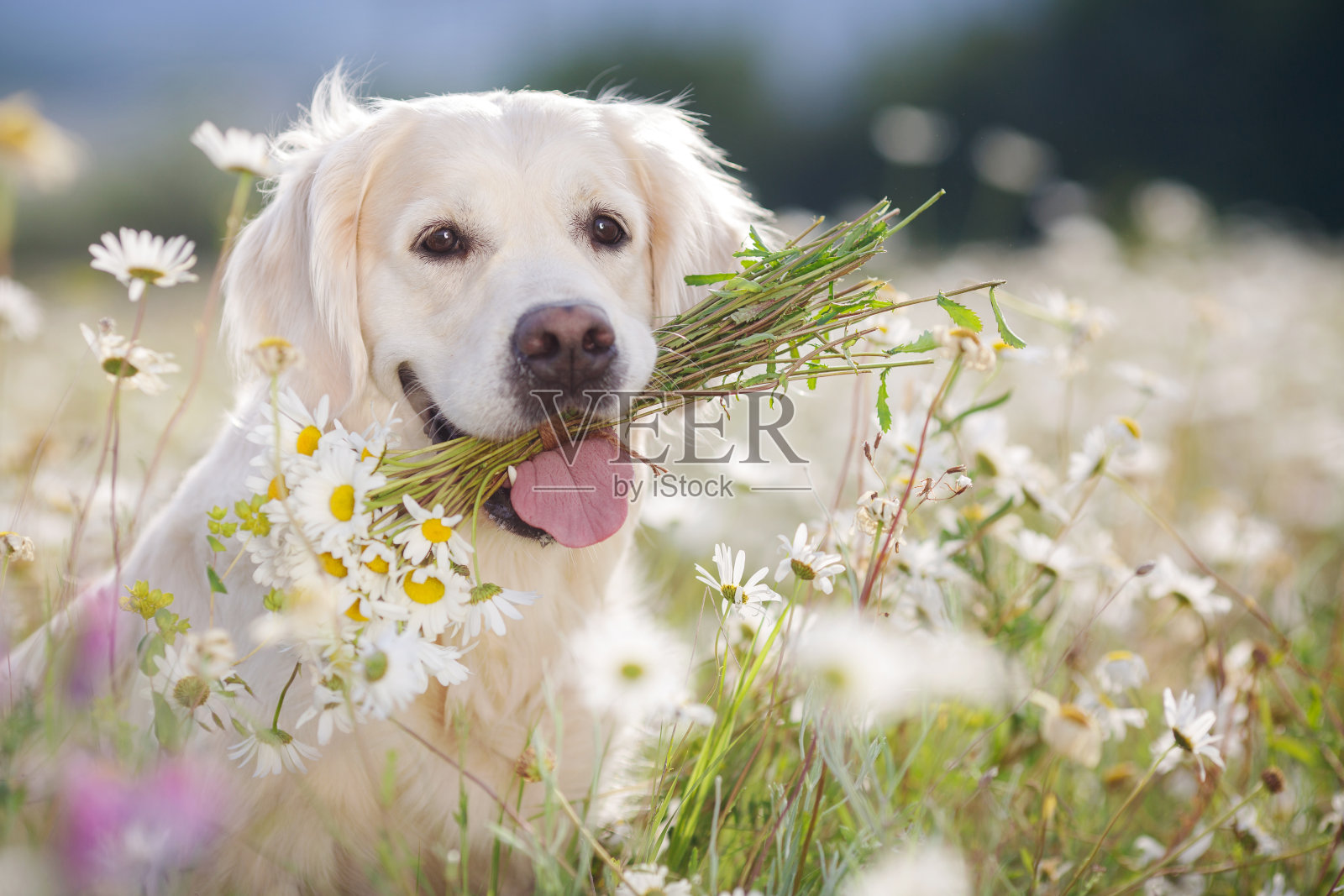 茂盛的山地草地上的金毛寻回犬照片摄影图片