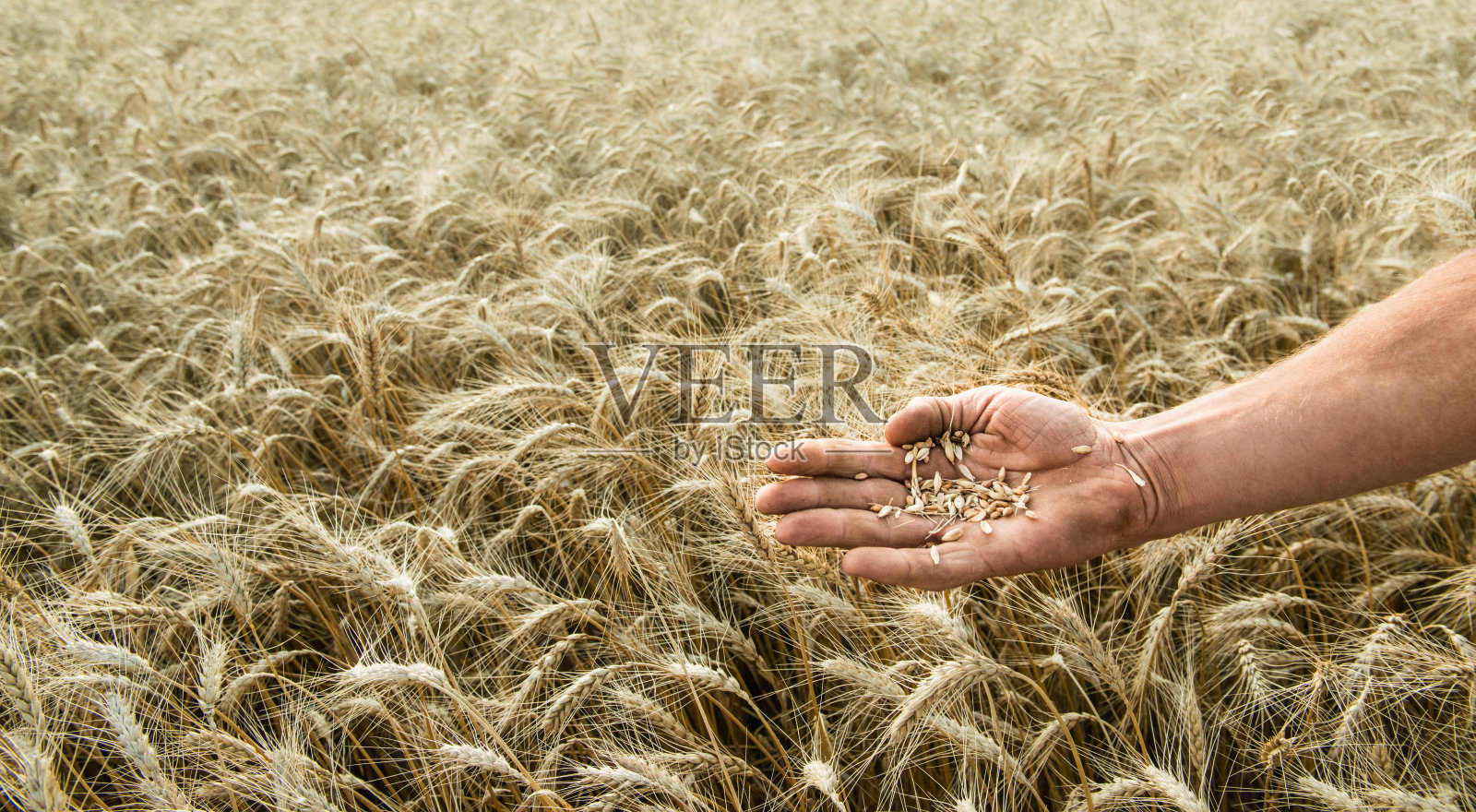 谷物种植者的手对着麦田照片摄影图片