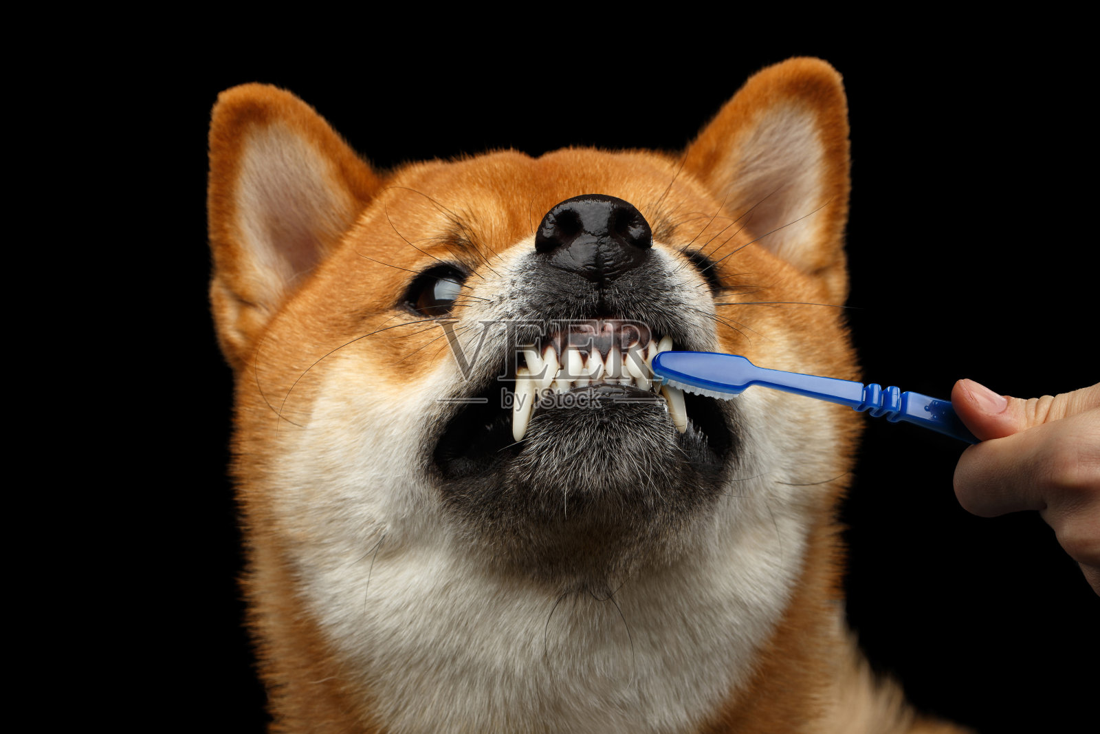 狗和牙刷在人的手上照片摄影图片