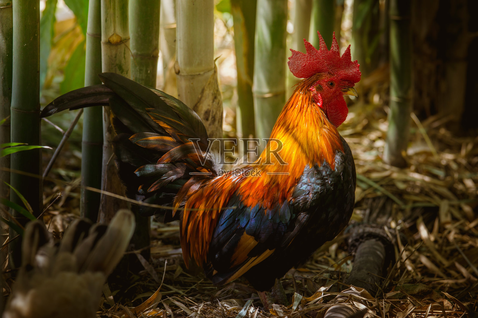 小矮脚鸡的特写，美丽多彩的公鸡照片摄影图片