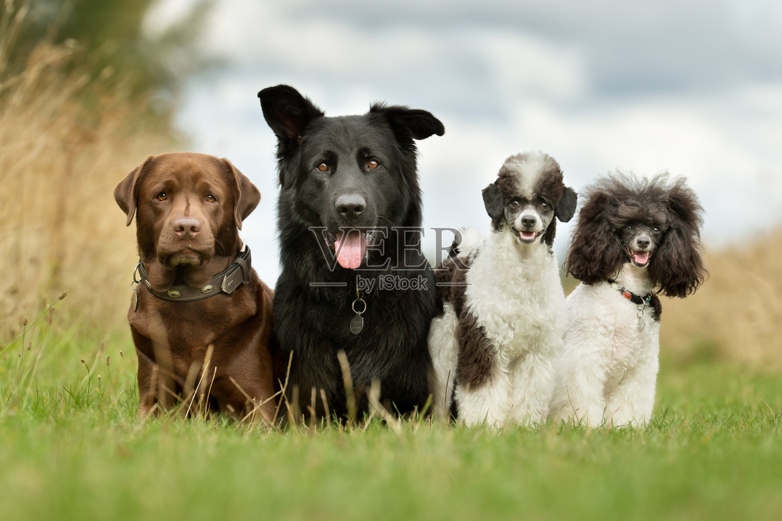 狗的家庭照片摄影图片