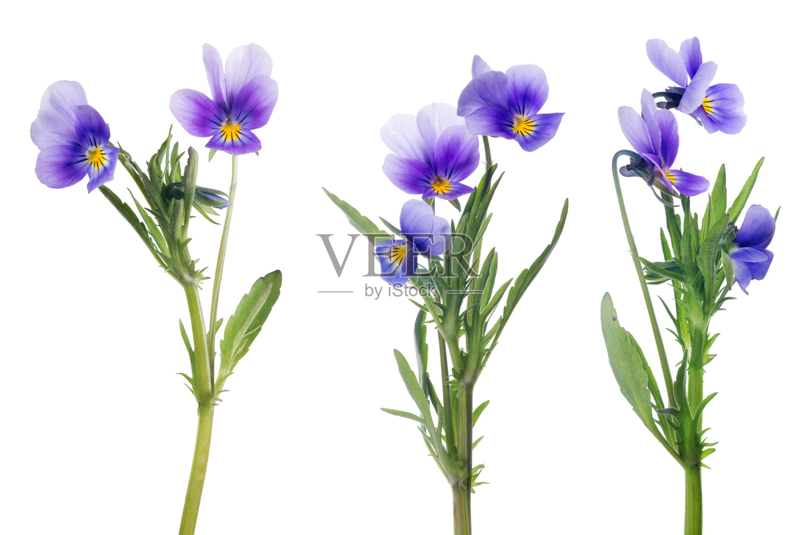 淡紫色三色堇花收集孤立在白色上照片摄影图片