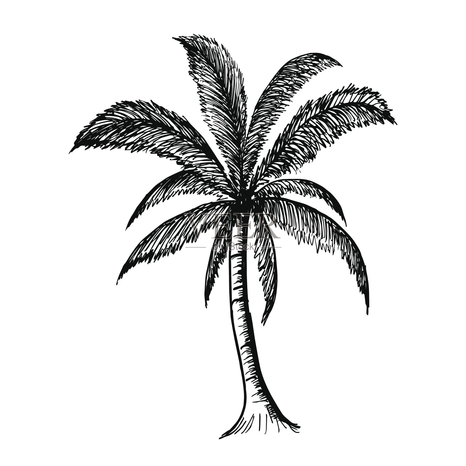 手绘椰子树，自然植物标志，向量设计元素图片