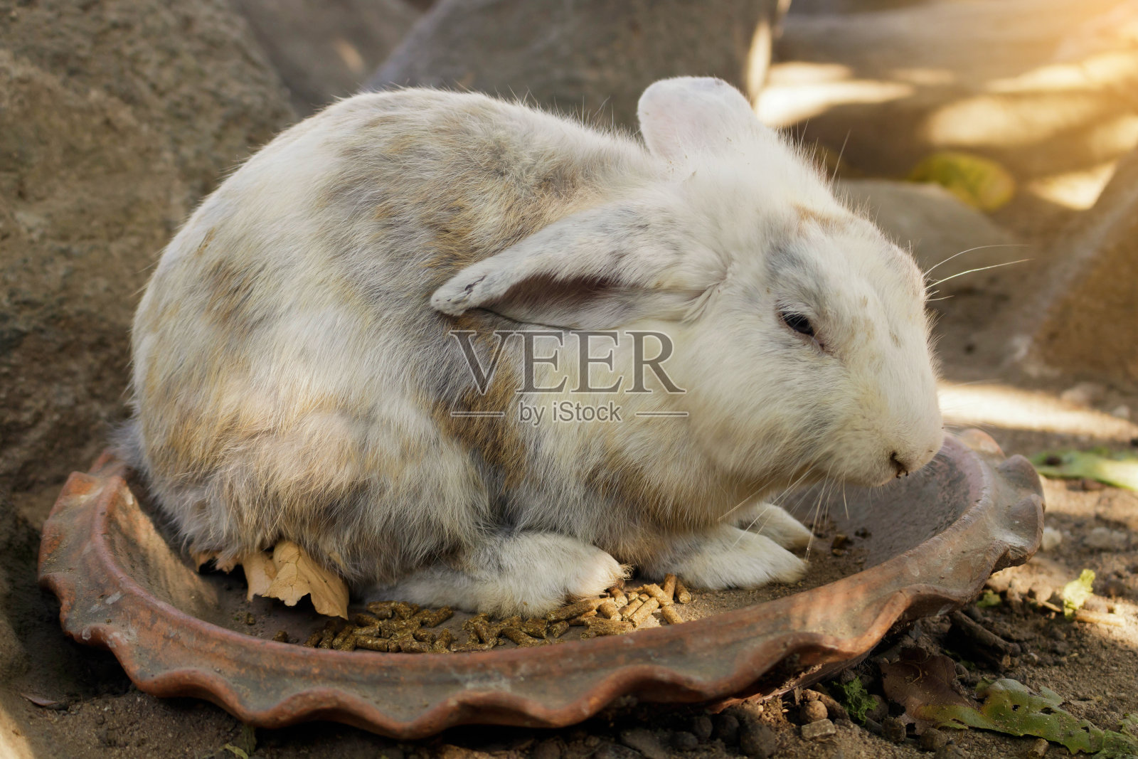胖胖的兔子正在吃食物照片摄影图片