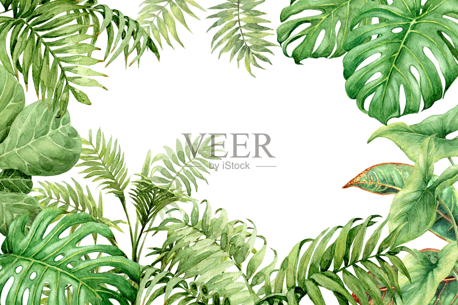 水彩绿色背景与热带植物插画图片素材