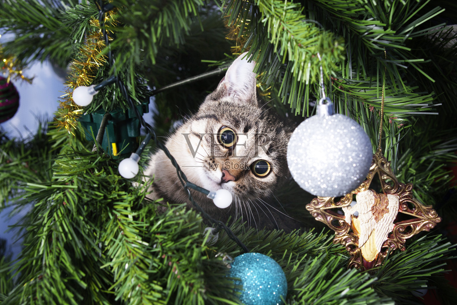 圣诞树上的猫。淘气的小猫。新的一年照片摄影图片