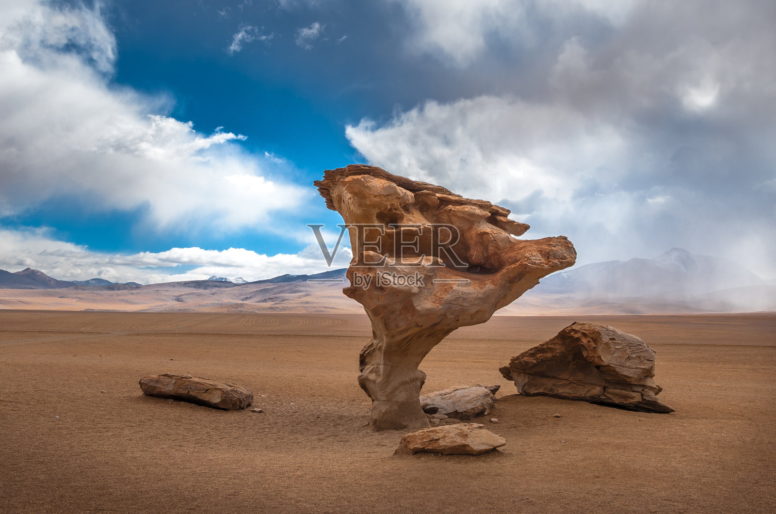 石树，石树，玻利维亚照片摄影图片