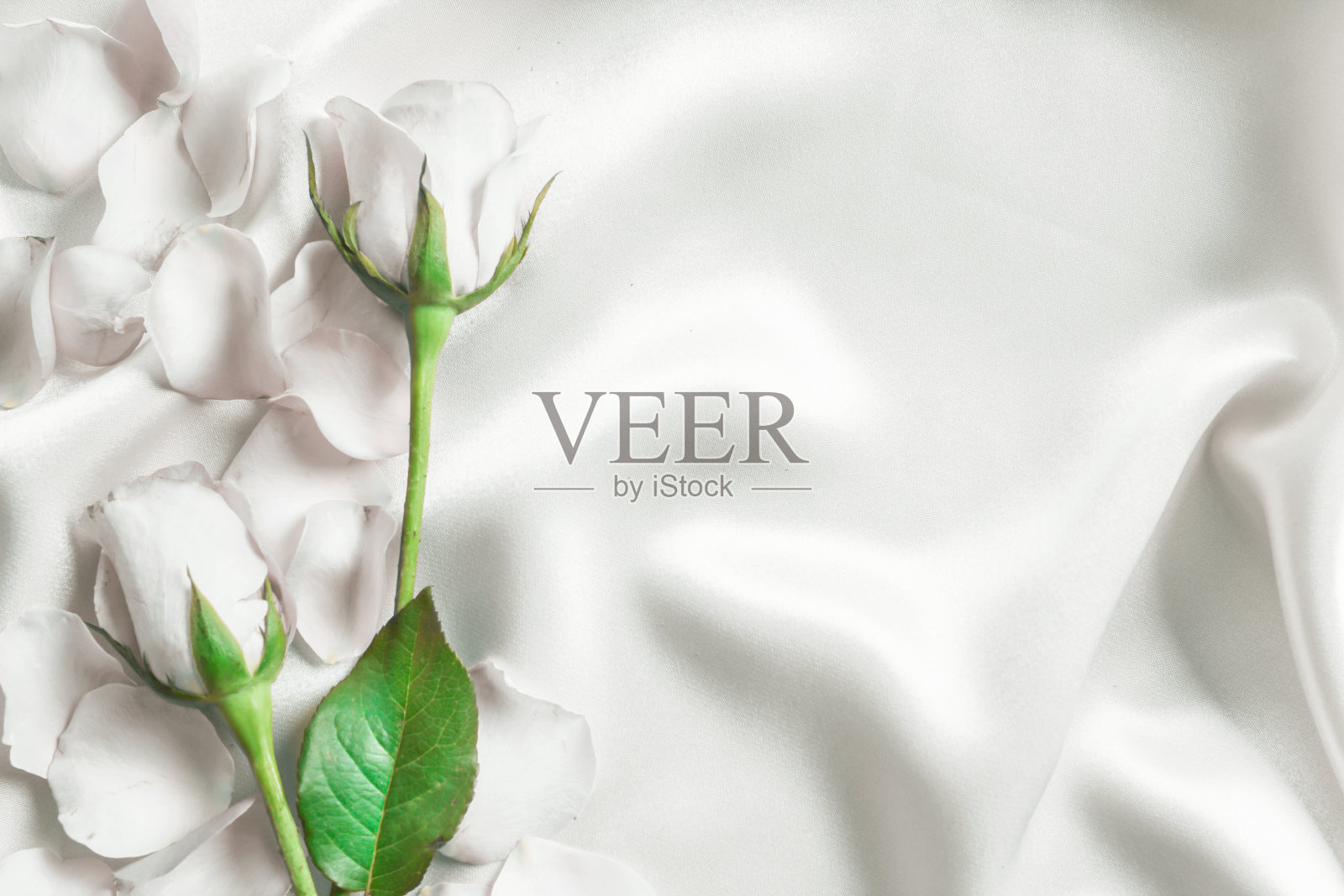 花束甜美的白色玫瑰花瓣在柔软的白色丝绸织物照片摄影图片