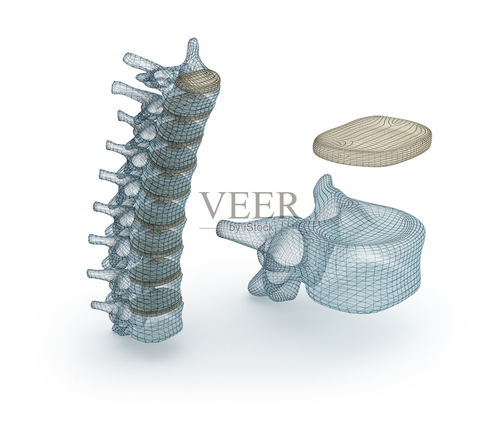 人体脊髓丝模型，3d插图照片摄影图片