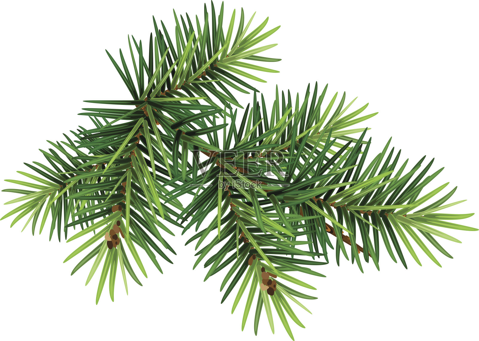 绿色的圣诞松树树枝插画图片素材