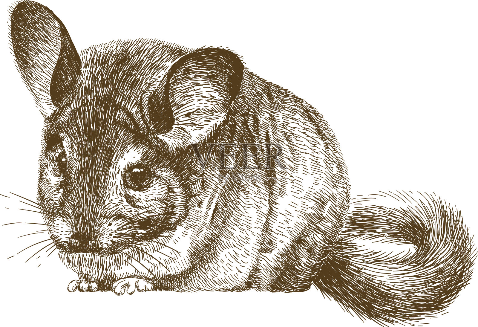 栗鼠雕刻插图设计元素图片