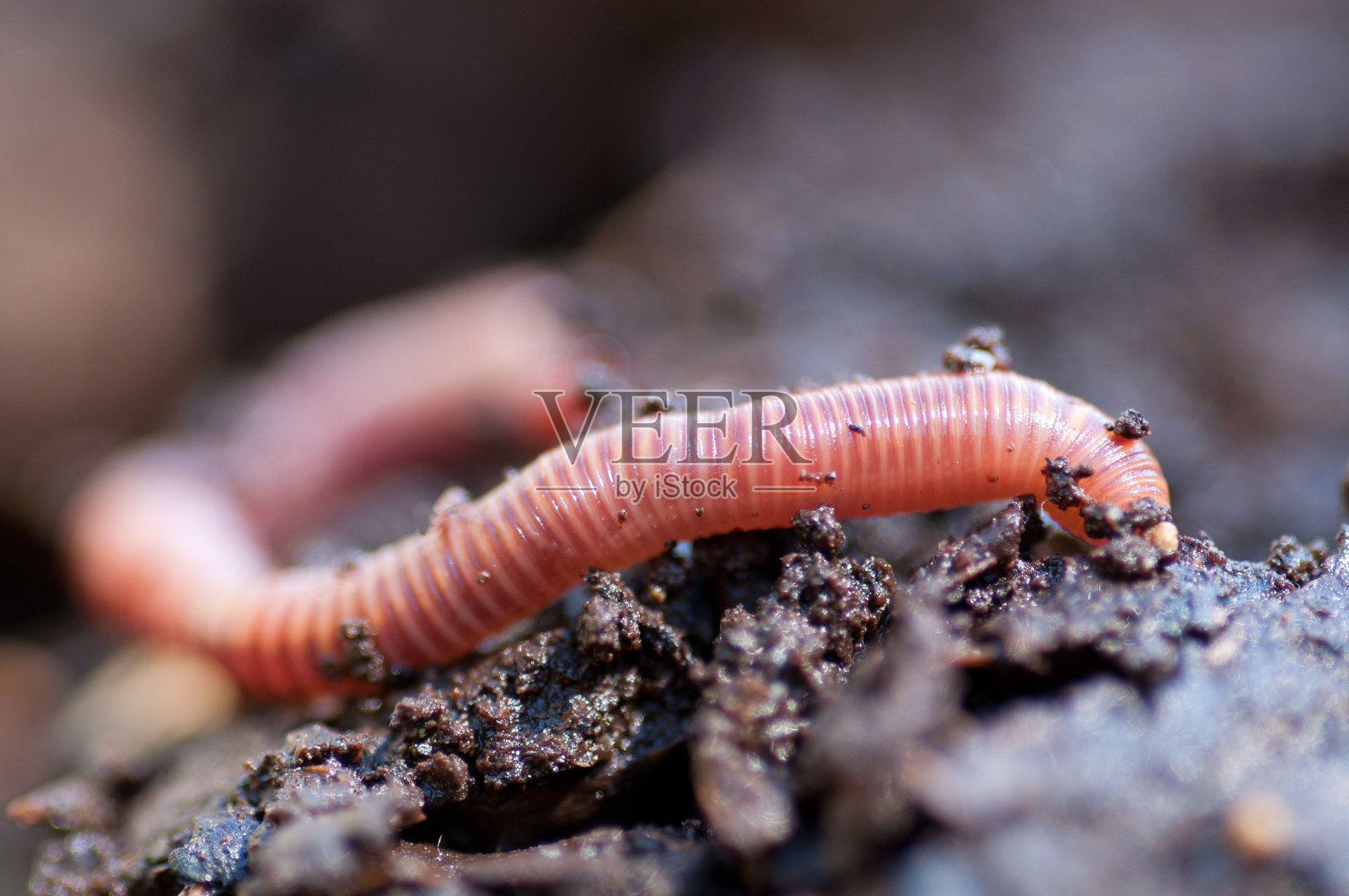 微距拍摄的蚯蚓进入地面照片摄影图片_ID:157632749-Veer图库