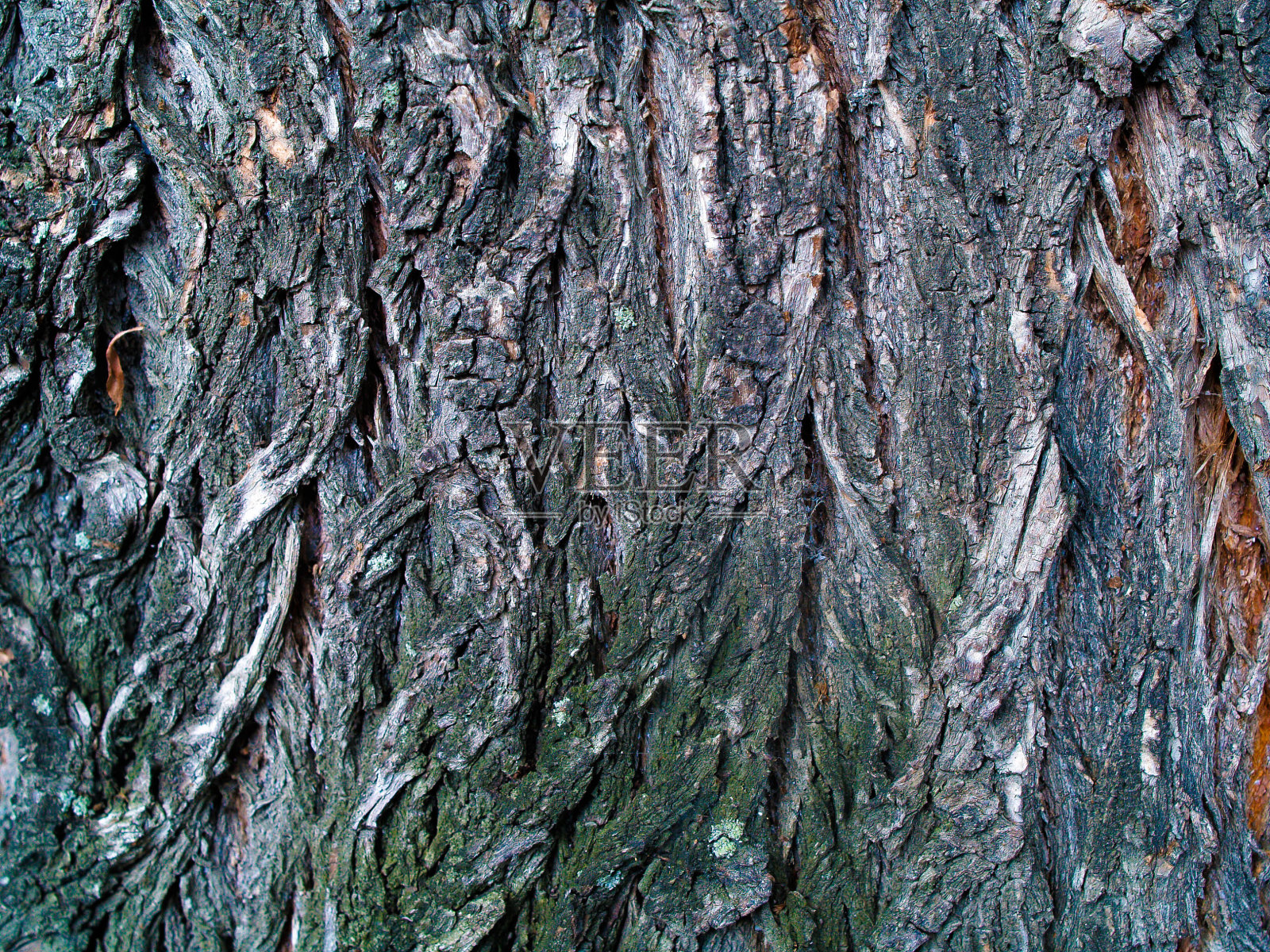 木树皮纹理照片摄影图片