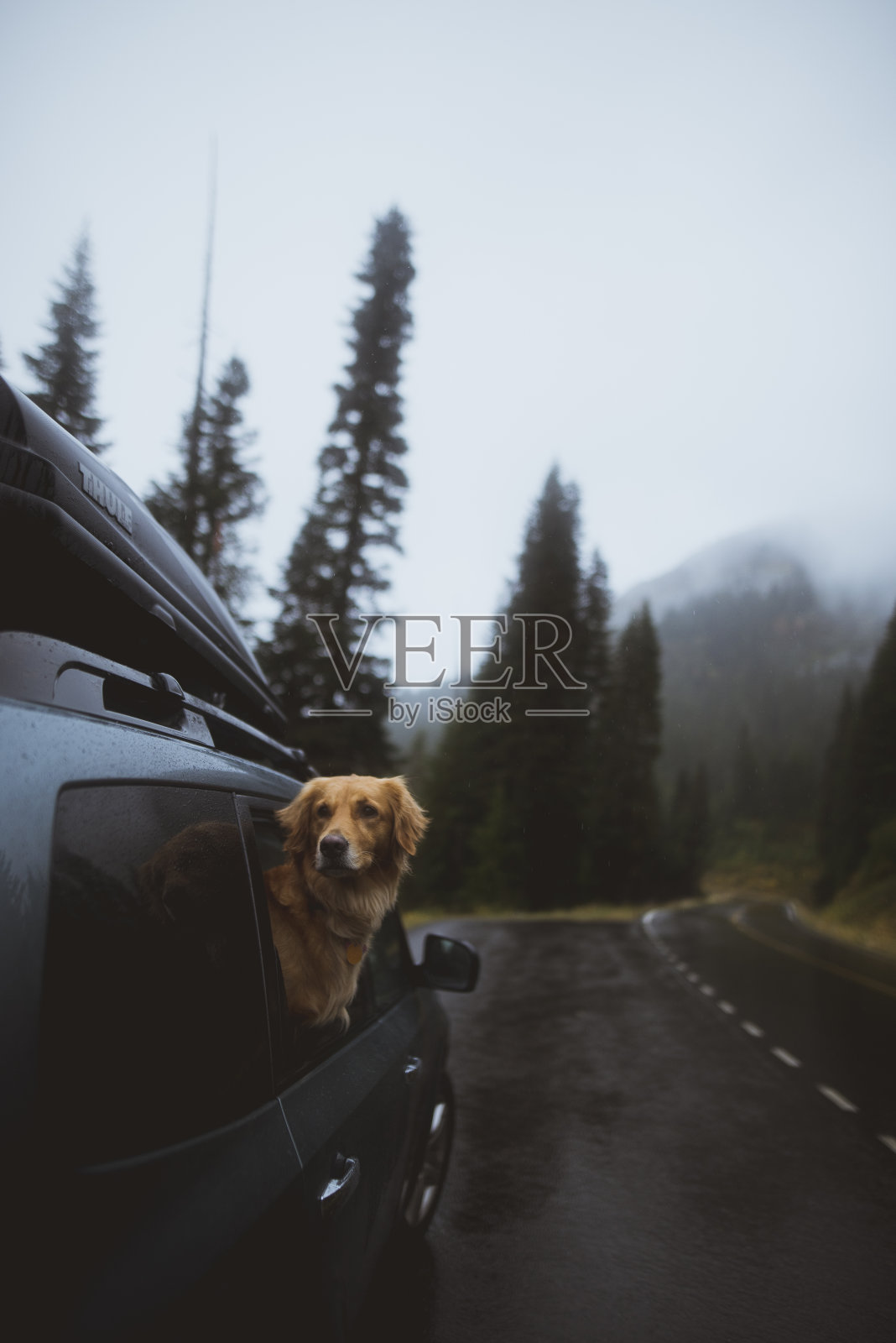 金毛寻回犬享受穿越雷尼尔山国家公园的旅程照片摄影图片