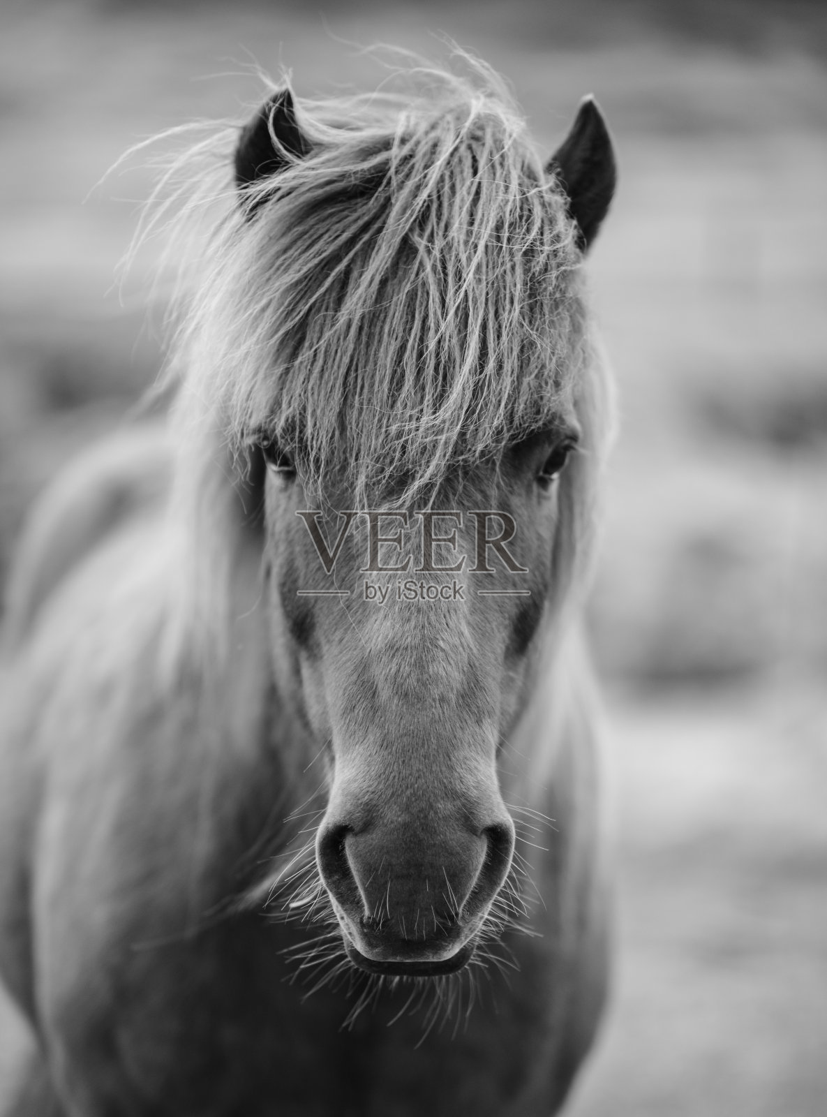 冰岛马的黑白肖像照片摄影图片