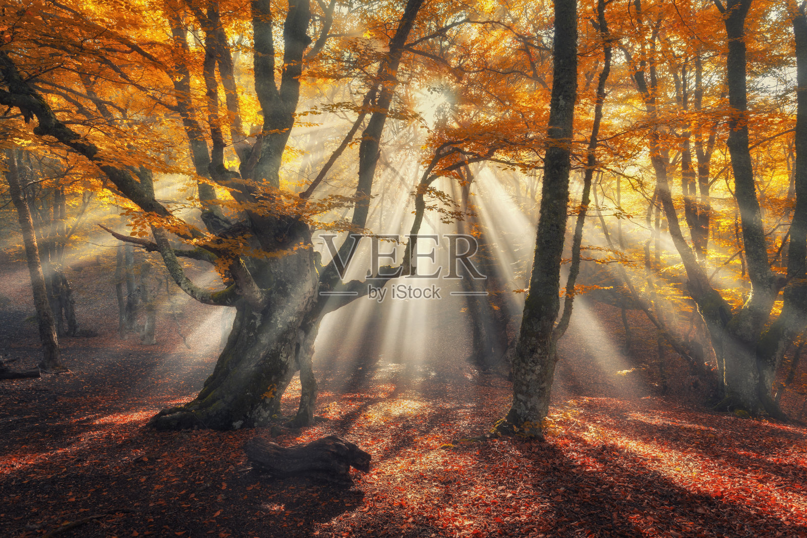 秋天的森林里有阳光。神奇的老树照片摄影图片