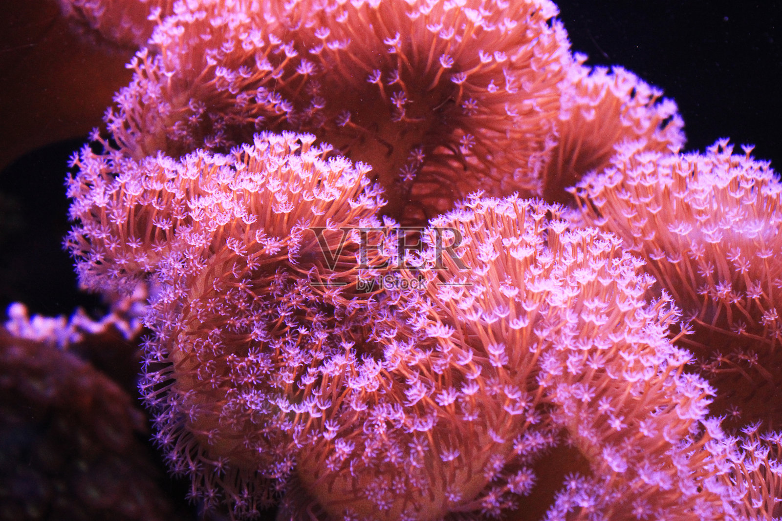 海扇珊瑚照片摄影图片