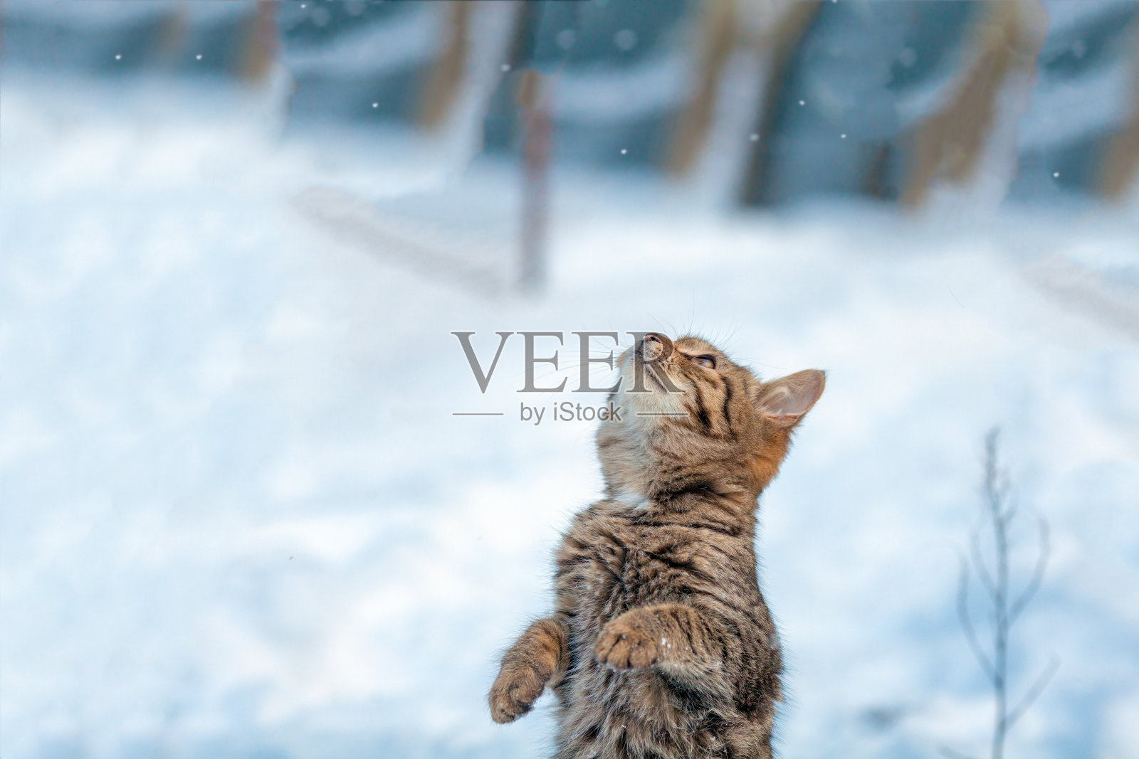猫在雪地里用后腿站立照片摄影图片