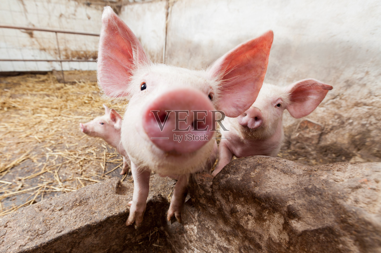 小猪在养猪场盯着摄像机照片摄影图片